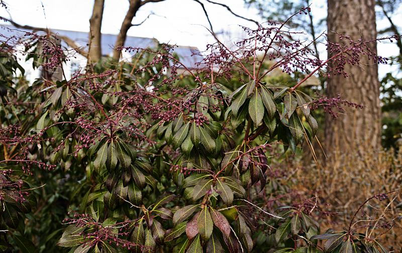 Berries can be food for wildlife as well as adding color and interest to a winter garden.